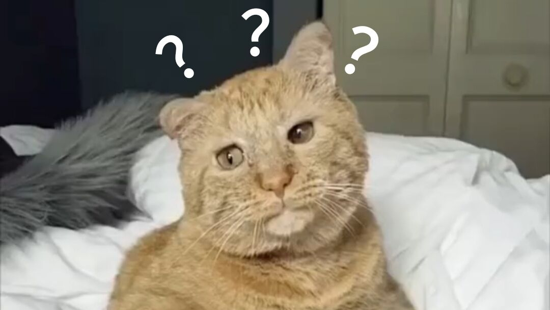 《 动 物 迷 惑 行 为 大 赏 Ⅴ 》